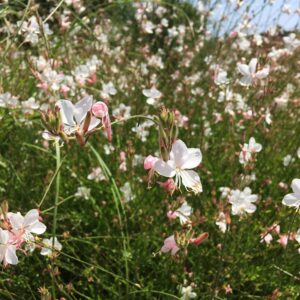 Lillipop Soda Pop Butterfly Bush