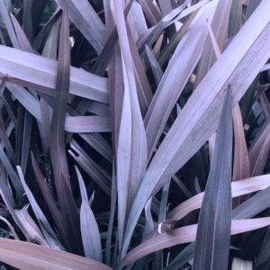 Purple Haze New Zealand Flax