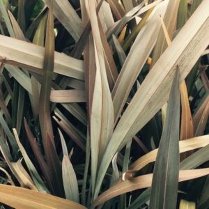 Dark Delight New Zealand Flax