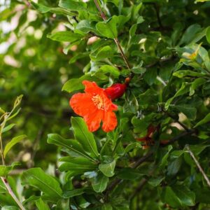 Dwarf Pomegranate