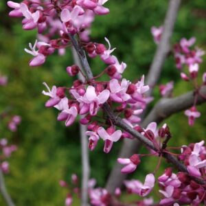 Forest Pansy Redbud