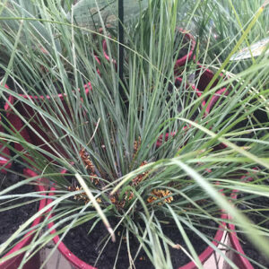 Lomandra Frosty Tops