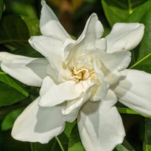 Gardenia Magnifica