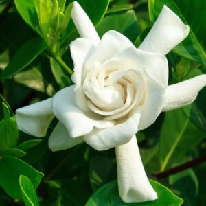 Gardenia Radicans