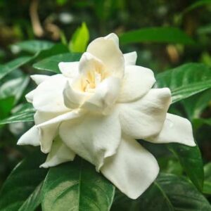 Gardenia Florida