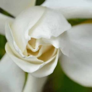 Gardenia Professor Pucci