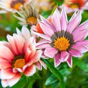 Gazania