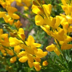 Scotch Broom