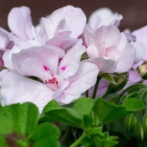 Geranium