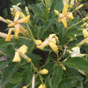 Hymenosporum Gold Nugget