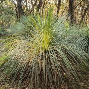 Grass Tree