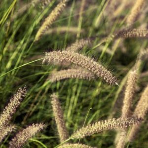 Chinese Fountain Grass