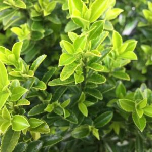 Euonymus Green Rocket