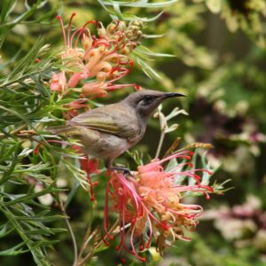 Grevillea Coconut Ice