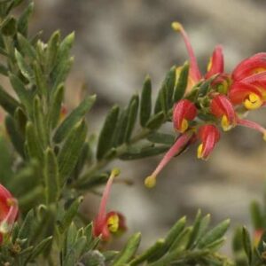 Grevillea Fireworks