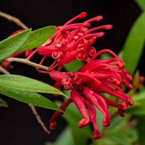 Grevillea Lady O