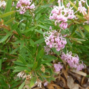 Grevillea Pink Midget