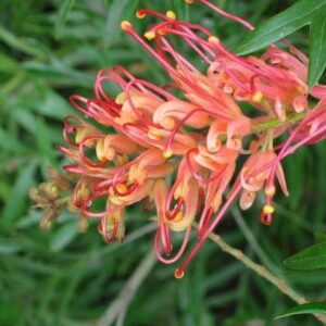 Grevillea Superb