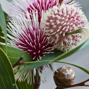 Pin-Cushion Hakea