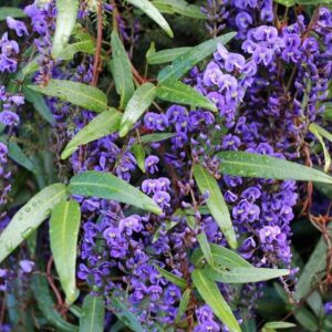 Hardenbergia Regent