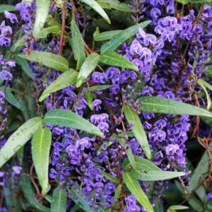 Hardenbergia Happy Wanderer