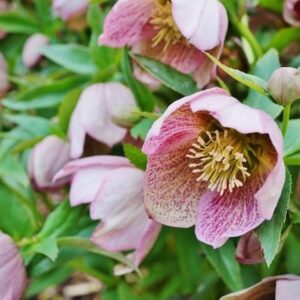 Lenten rose
