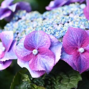 Lacecap Hydrangea