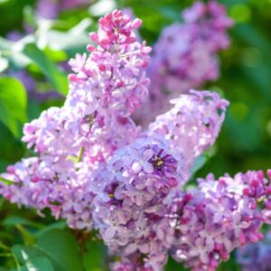 Common Lilac