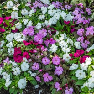 New Guinea impatiens