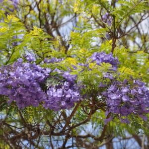 Jacaranda