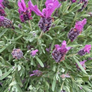 Spanish Lavender