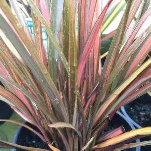 Jester New Zealand Flax