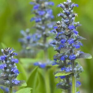 Jungle Beauty Carpet Bugleweed