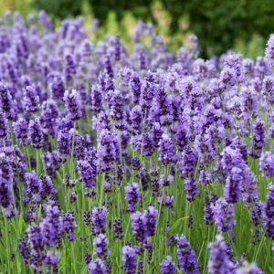 English Lavender
