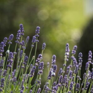 Hidcote Lavender