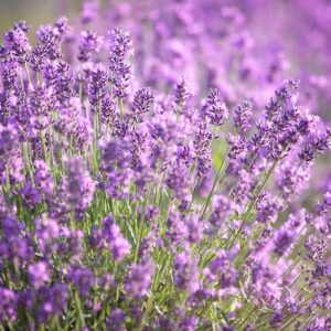 Munstead Lavender