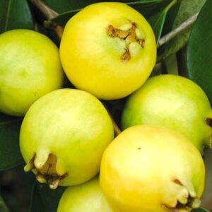 Lemon Guava