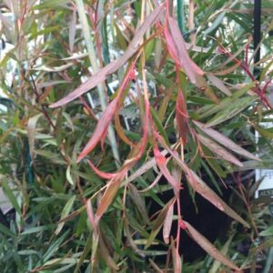 Lemon Scented Tea Tree