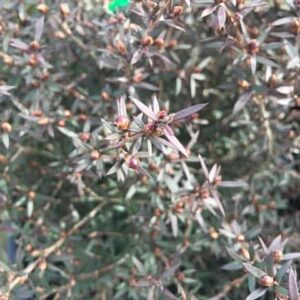 Red Flowering Dwarf Tea Tree