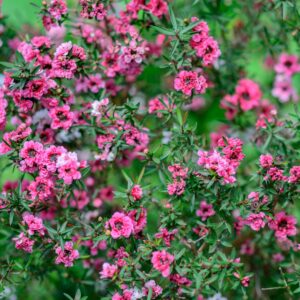 Leptospermum Rudolph