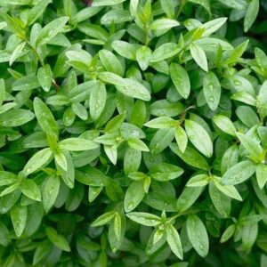Box Leaf Privet Hedge