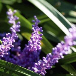 Liriope Royal Purple