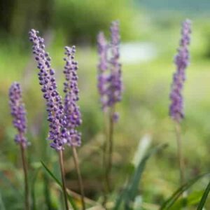 Liriope Evergreen Giant