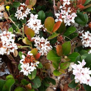 Little Bliss Indian Hawthorn