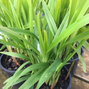 Dianella Little Jess