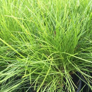 Lomandra longifolia