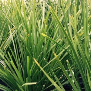 Lomandra Lime Tuff