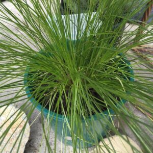 Lomandra Lime Wave