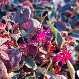 Loropetalum Purple Prince