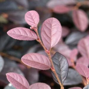 Loropetalum China Pink